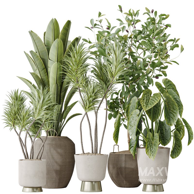 Indoor plants set 114 Spineless Yucca and Ravenala Banana Strelitzia - Image 1