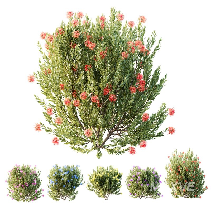 HQ Plants Ixora Jasmine Gardens Chinese Dwarf Coccinea Red Yellow Blue - Image 1