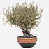olive tree in pot - Thumbnail 1