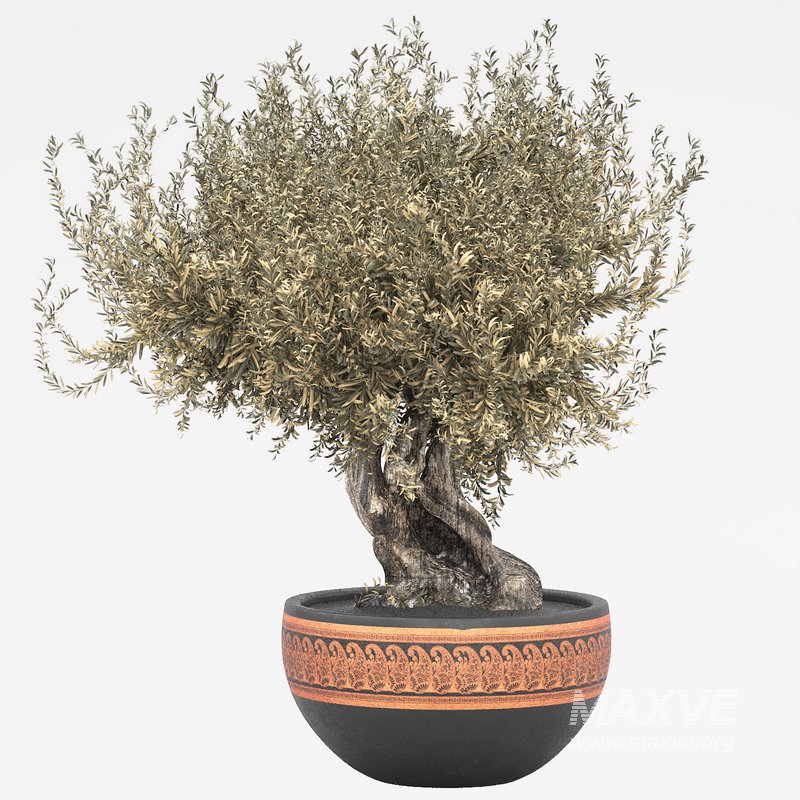 olive tree in pot - Image 1
