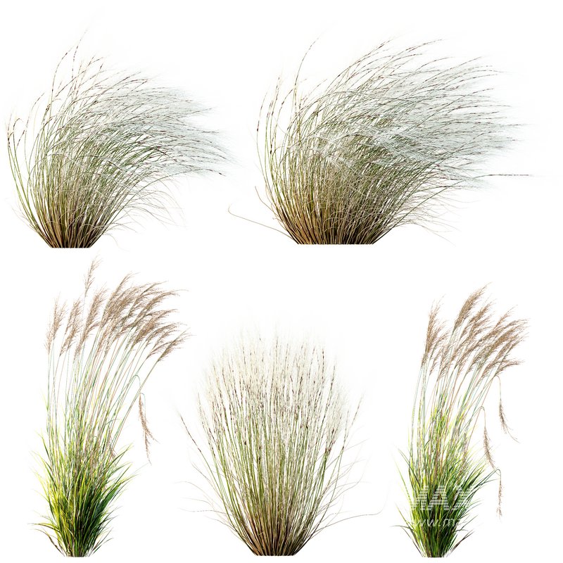 Stipa Tenuissima Ostnica Mocna Pony Tails and Molinia Caerulea Heidebraut Kleines Pfeifengras - Image 1