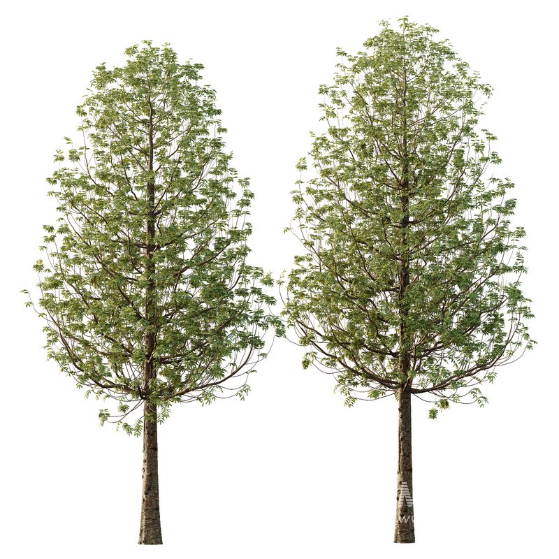 fraxinus excelsior Tree11 - Image 1