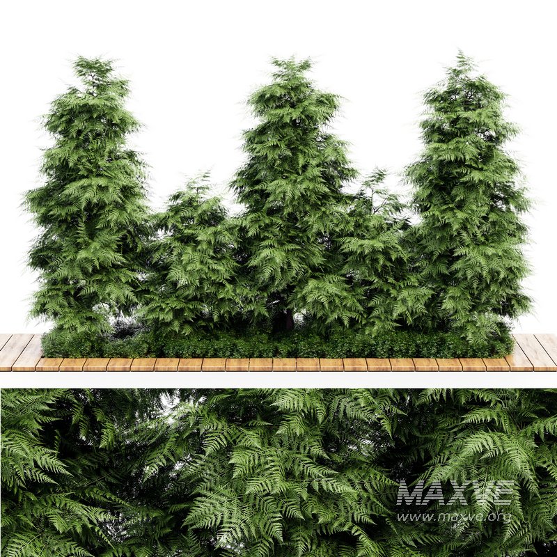 Slender Hinoki Cypress Tree Narrow Trees for Small Yards - Image 1