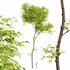Real tree ulmus changii - Thumbnail 1
