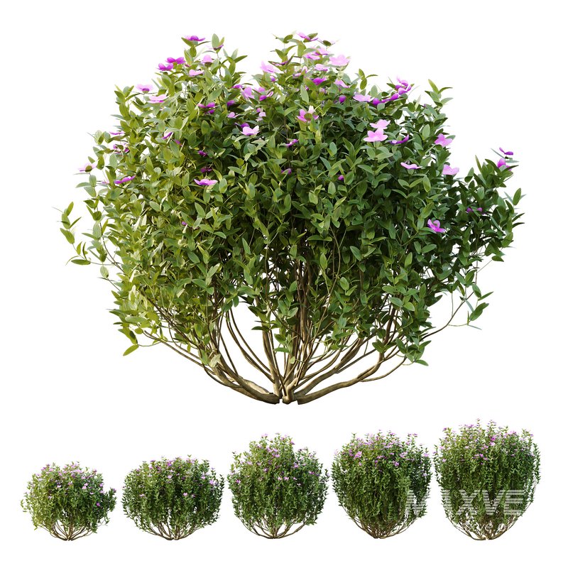 Tibouchina Semidecandra Bush 02 - Image 1