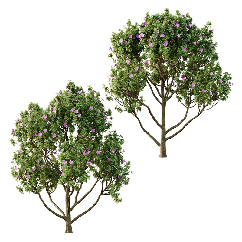 Tibouchina Semidecandra Tree11 - Image 3