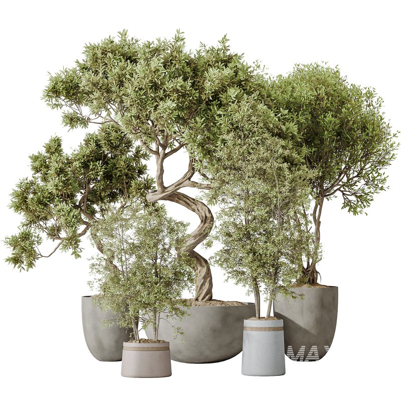 Indoor plants set 115 Mission Kalamata Leccino Arbequina Wilsonii Chemlali Olive - Image 2