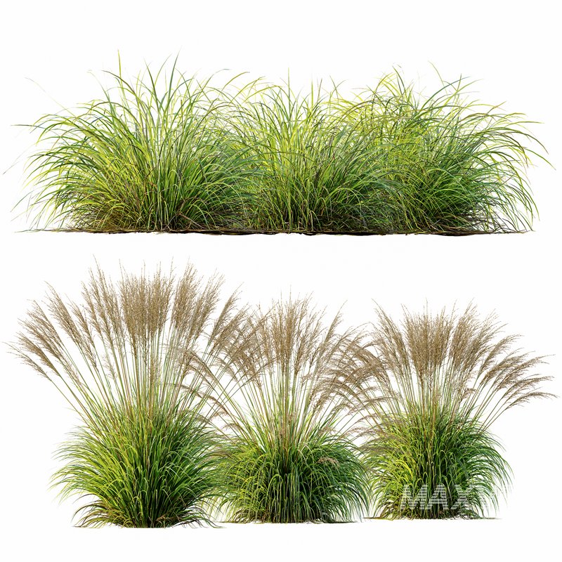 Carex Elata Aurea Grass and Molinia Caerulea - Image 1