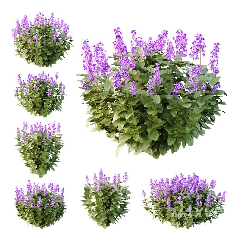 Tibouchina Semidecandra Bush 07 - Image 1