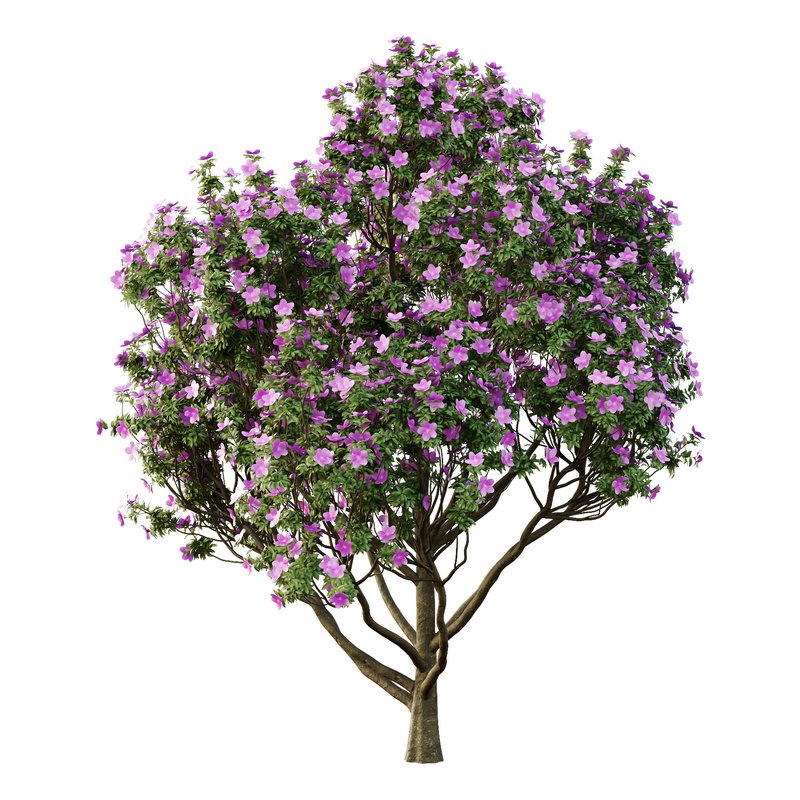 Tibouchina Semidecandra Tree10 - Image 1