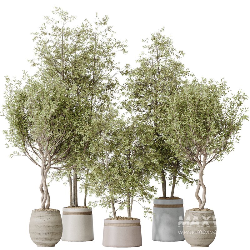 Indoor plants set 124 Mission Kalamata Leccino Arbequina Wilsonii Chemlali Olive - Image 1