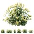 HQ Plants Alchemilla Mollis Vulgaris Flower Charming Lady Mantle - Thumbnail 1