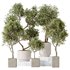 Indoor plants set 119 Olive Artificial Olivo Olea Tree and Mission Kalamata Wilsonii Chemlali Olive - Thumbnail 3