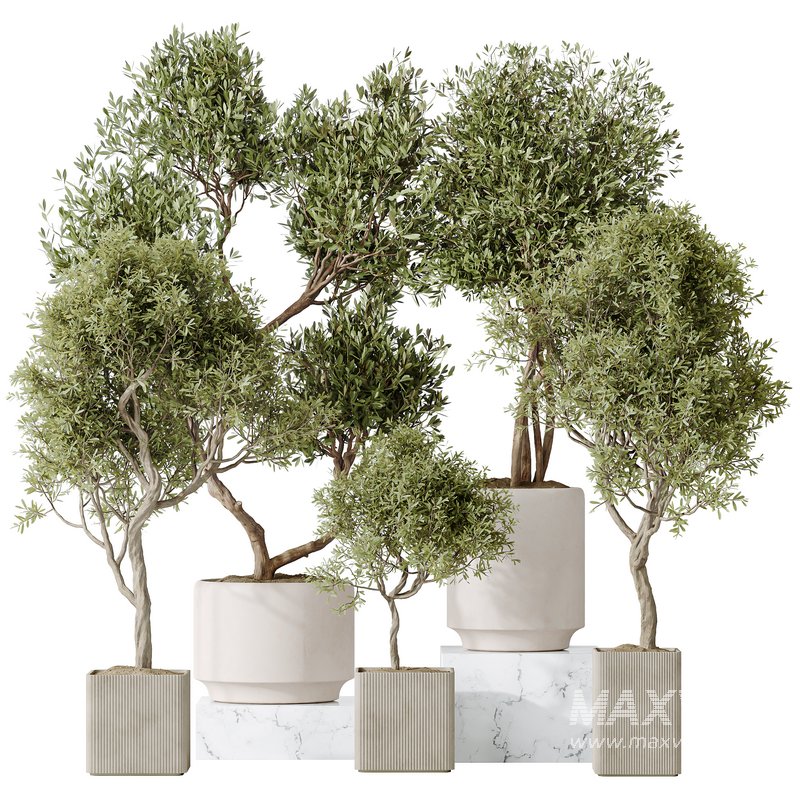 Indoor plants set 119 Olive Artificial Olivo Olea Tree and Mission Kalamata Wilsonii Chemlali Olive - Image 3