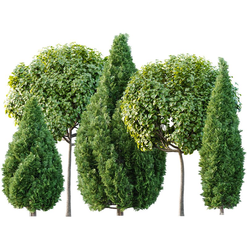 Catalpa Bignonioides Nana Indian Bean and Rocky Mountain Juniper - Image 1