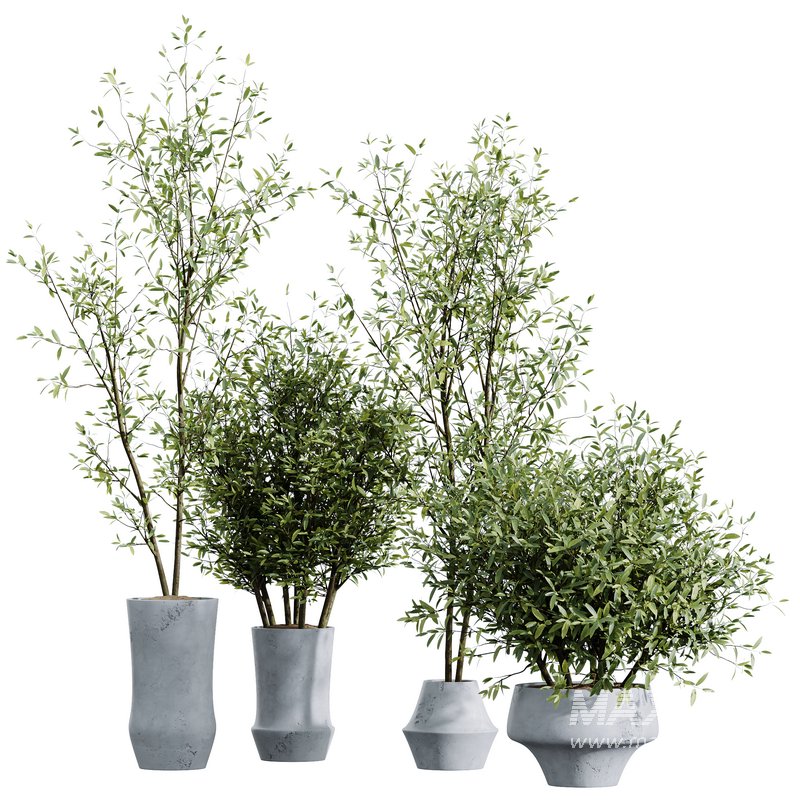 HQ HousePlants Beech Olea Europaea Olive Eucalyptu Joyplants Mini Fig Set03 - Image 1