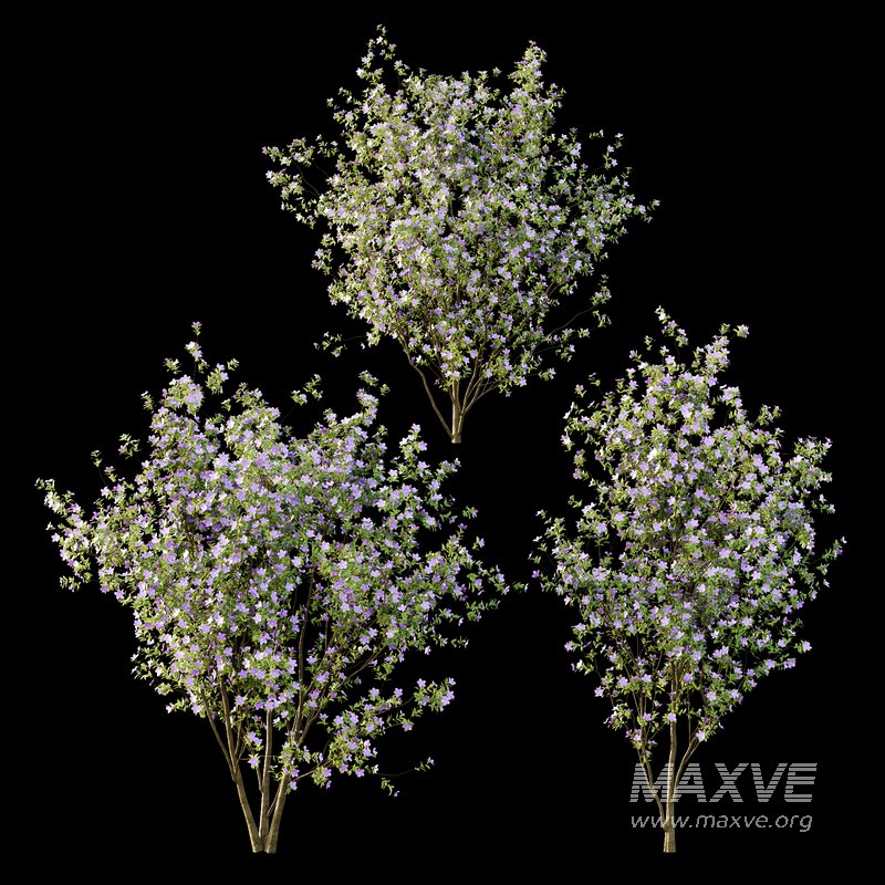 Tibouchina Semidecandra Tree01 - Image 4