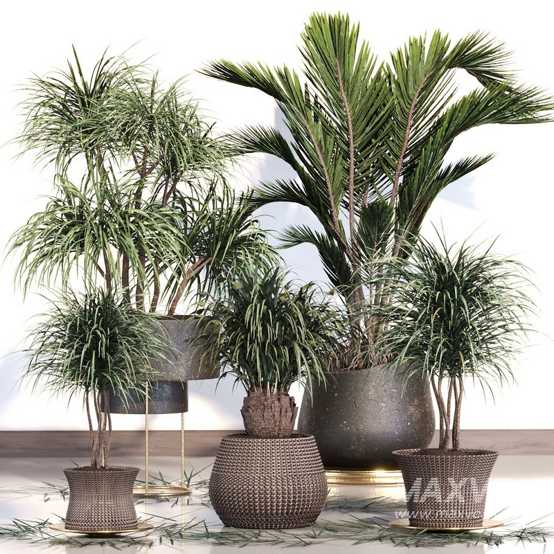 PALM PLANT SET 02 - Image 1