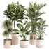 Indoor Plant Set 0107 - Thumbnail 1