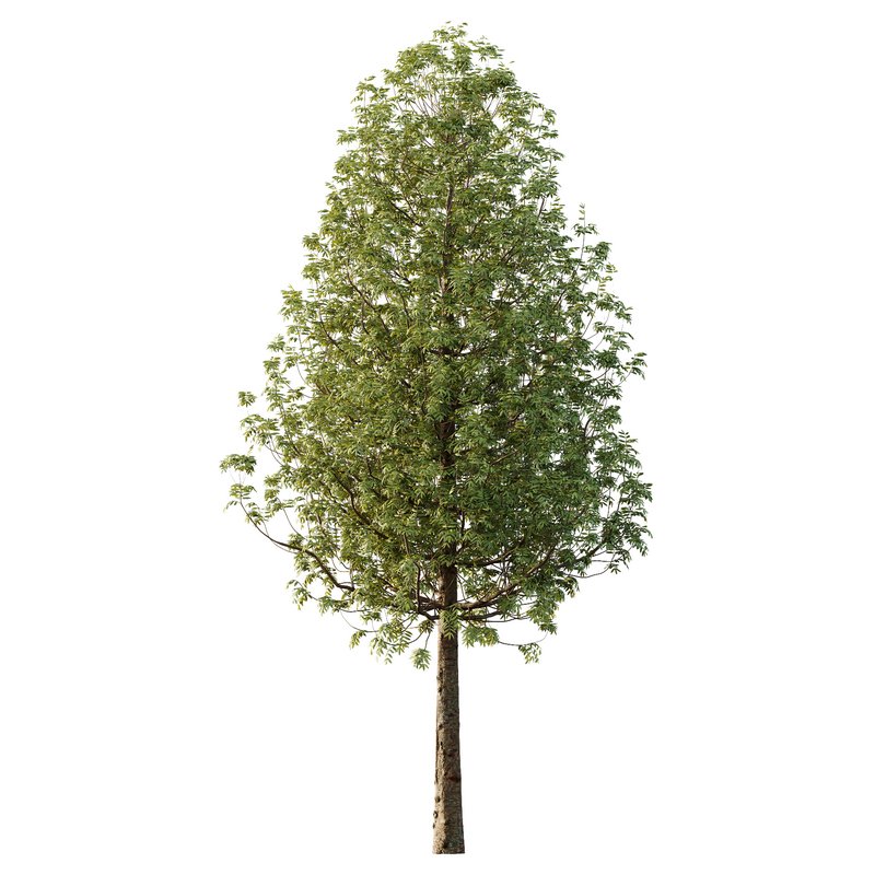 fraxinus excelsior Tree10 - Image 1