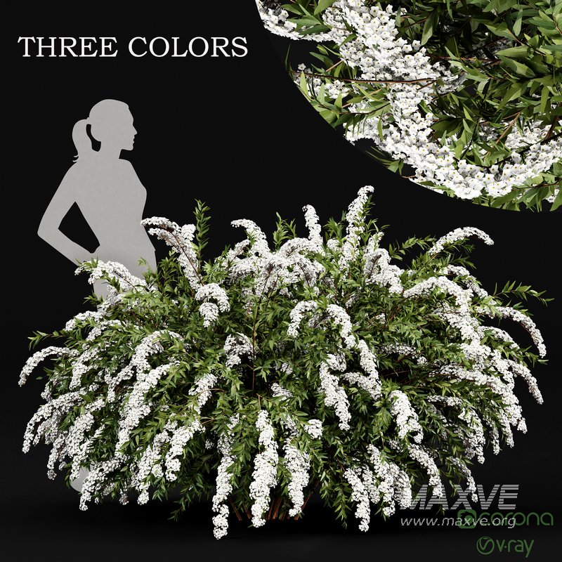 Spiraea cinerea 3 Material Grefsheim flowering shrub - Image 1