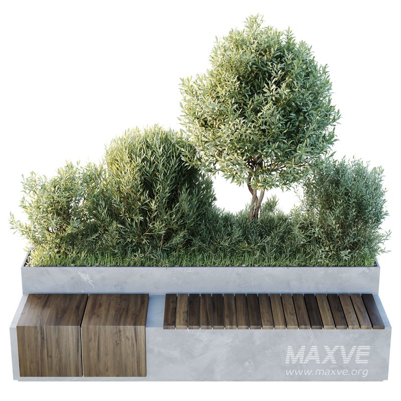 HQ Outdoor Plants Wilsonii Chemlali Olive Bench Set012 - Image 2