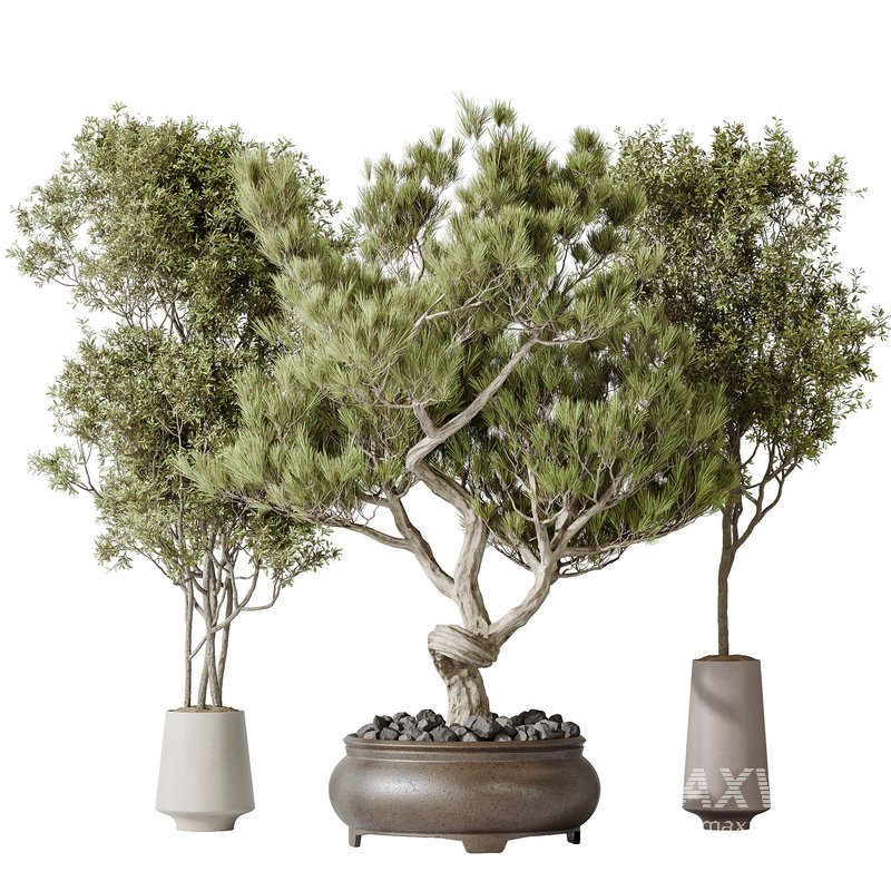 Indoor plants set 117 Bonsai Pinus Pentaphylla Thunbergii and Mission Kalamata Wilsonii Olive - Image 1