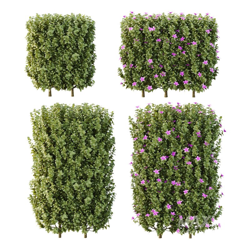 Tibouchina Semidecandra Bush 06 - Image 1