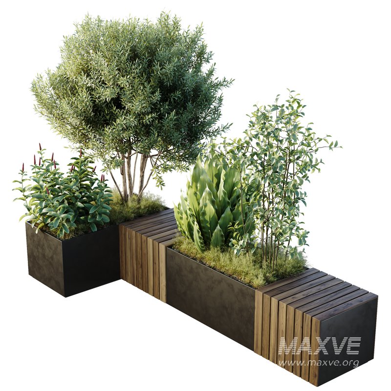 HQ Outdoor Plants Wilsonii Chemlali Olive Bench Set011 - Image 1