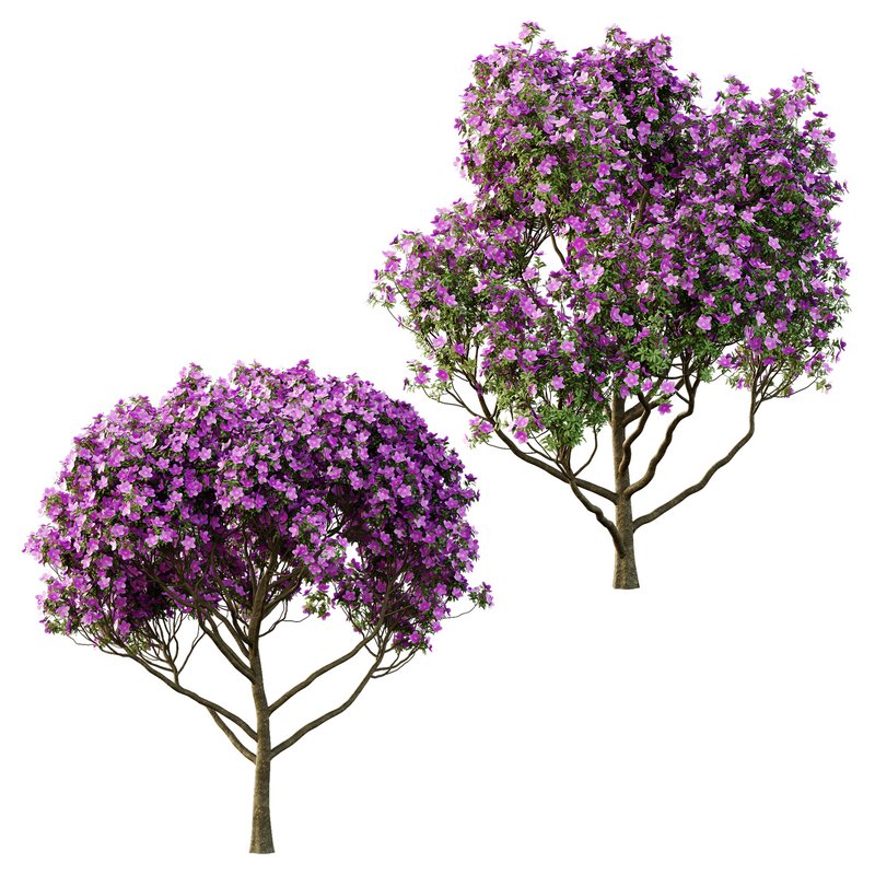 Tibouchina Semidecandra Tree05 - Image 3