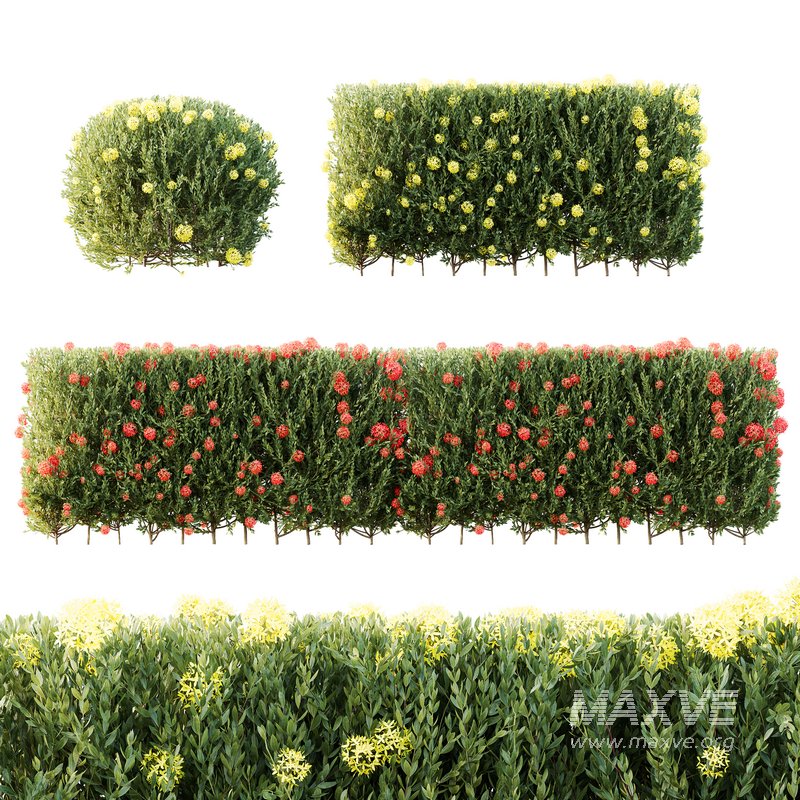 HQ Plants Ixora Jasmine Gardens Chinese Dwarf Coccinea Red Yellow Box - Image 1