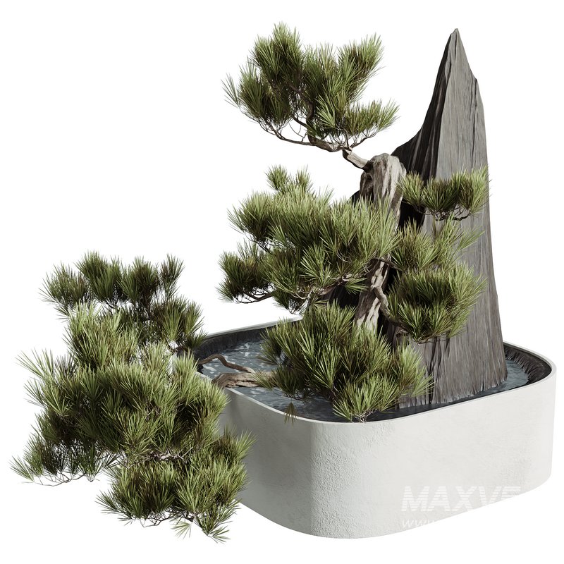 HQ HousePlants Interior Decorative Bonsai Mission Kalamata Leccino Olive Set11 - Image 1