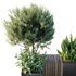 HQ Outdoor Plants Wilsonii Chemlali Olive Bench Set011 - Thumbnail 4