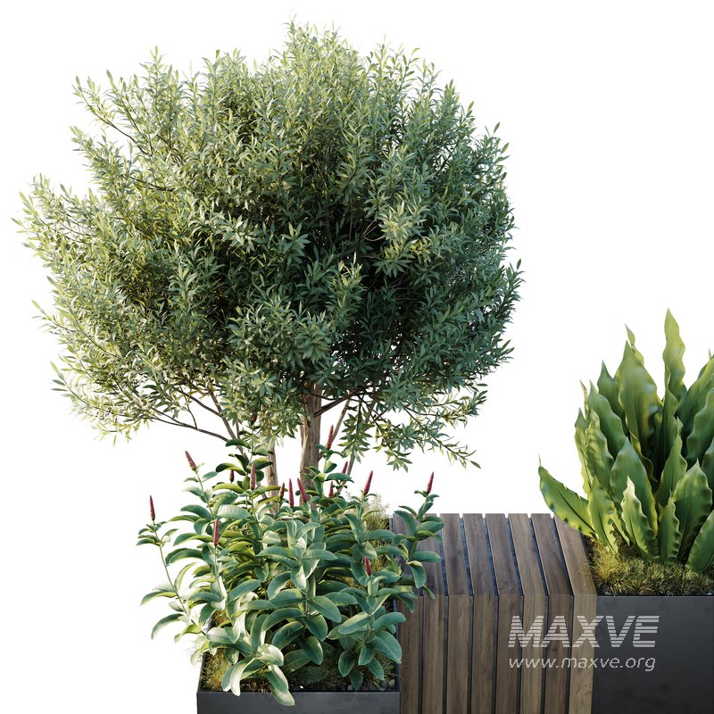 HQ Outdoor Plants Wilsonii Chemlali Olive Bench Set011 - Image 4