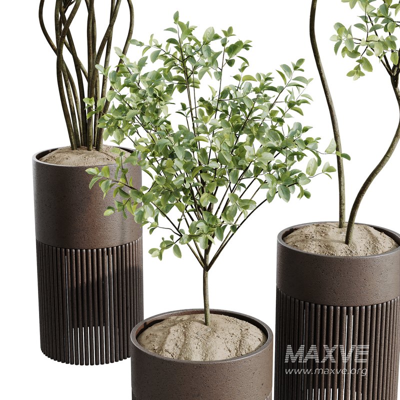 HQ HousePlants Beech Olea Europaea Olive Eucalyptu Joyplants Mini Fig Set04 - Image 4