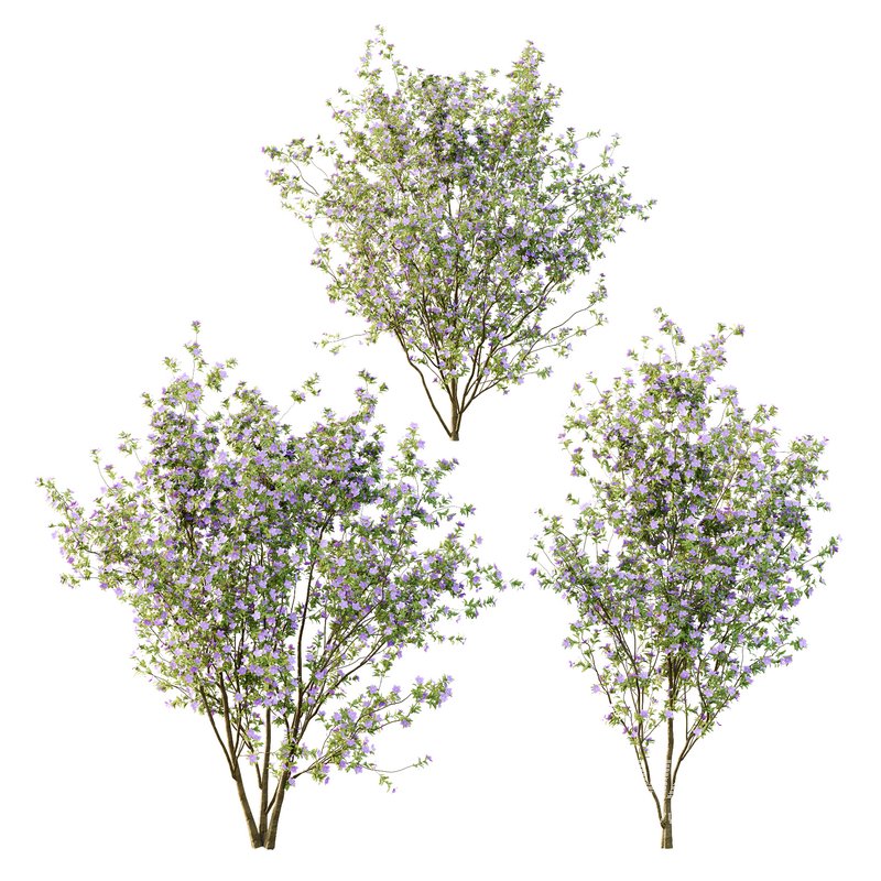 Tibouchina Semidecandra Tree01 - Image 2