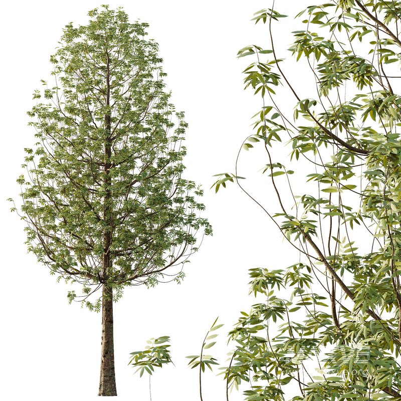 fraxinus excelsior Tree11 - Image 3