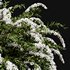Spiraea cinerea 3 Material Grefsheim flowering shrub - Thumbnail 4