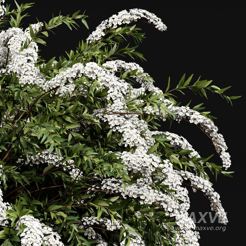 Spiraea cinerea 3 Material Grefsheim flowering shrub - Image 4