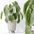 Indoor plants set 114 Spineless Yucca and Ravenala Banana Strelitzia - Thumbnail 2