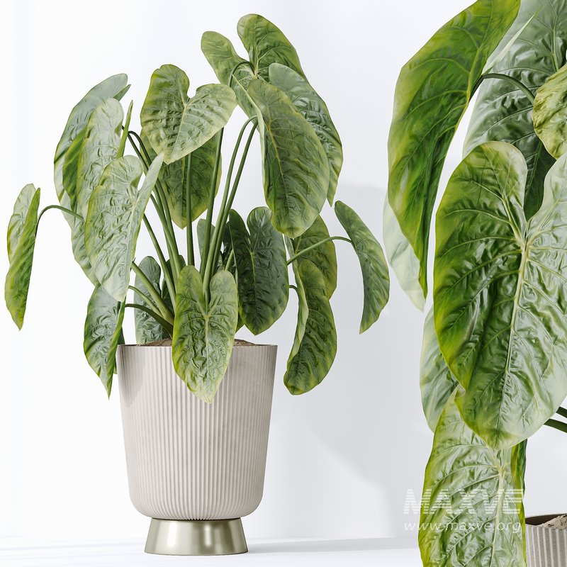 Indoor plants set 114 Spineless Yucca and Ravenala Banana Strelitzia - Image 2