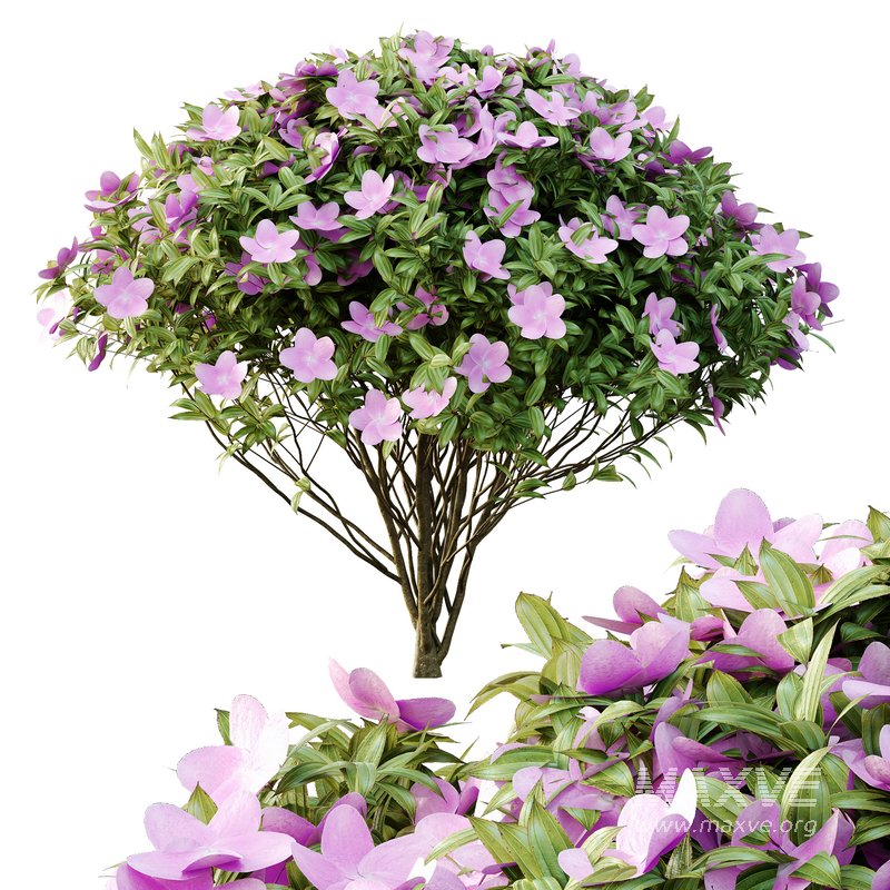 Tibouchina Semidecandra Bush 01 - Image 3