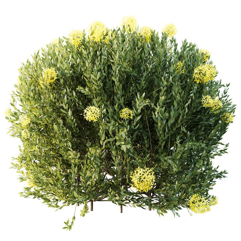 HQ Plants Ixora Jasmine Gardens Chinese Dwarf Coccinea Red Yellow Box - Image 2