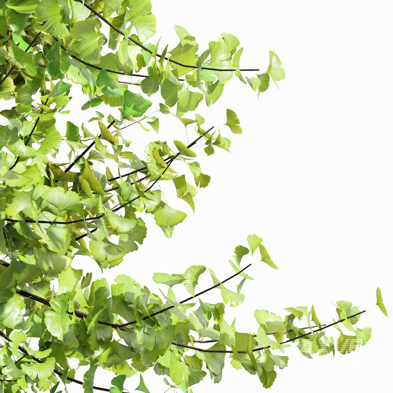 Real Tree Maidenhair Ginkgo Biloba Spring Summer - Image 2