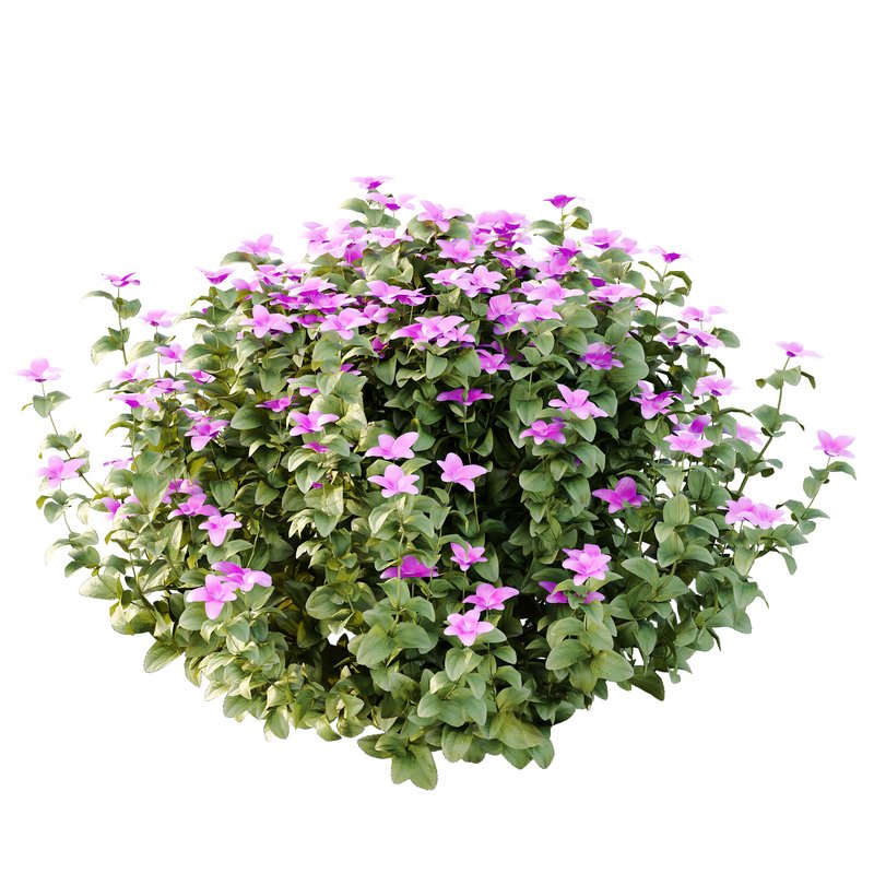 Tibouchina Semidecandra Bush 05 - Image 1