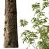 fraxinus excelsior Tree10 - Thumbnail 2