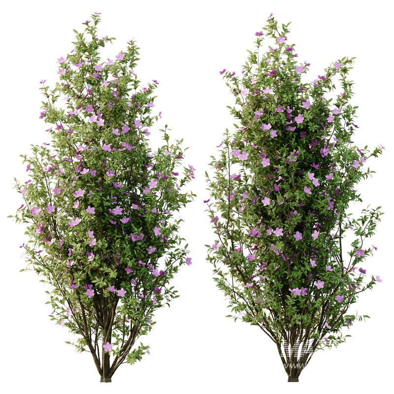 Tibouchina Semidecandra Tree07 - Image 4