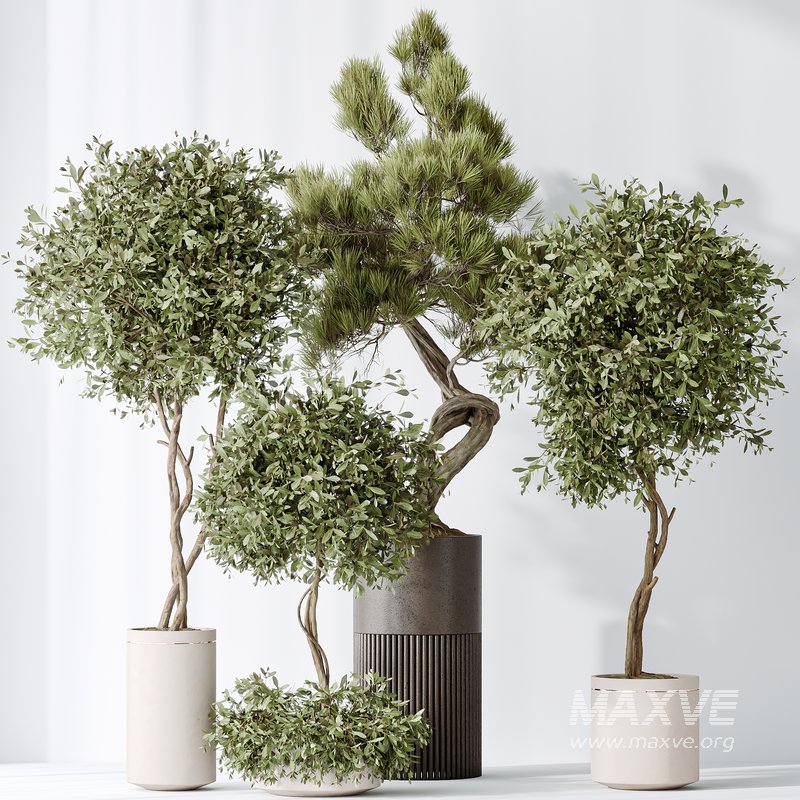 Indoor plants set 118 Bonsai Pinus Pentaphylla Thunbergii and Olive - Image 1