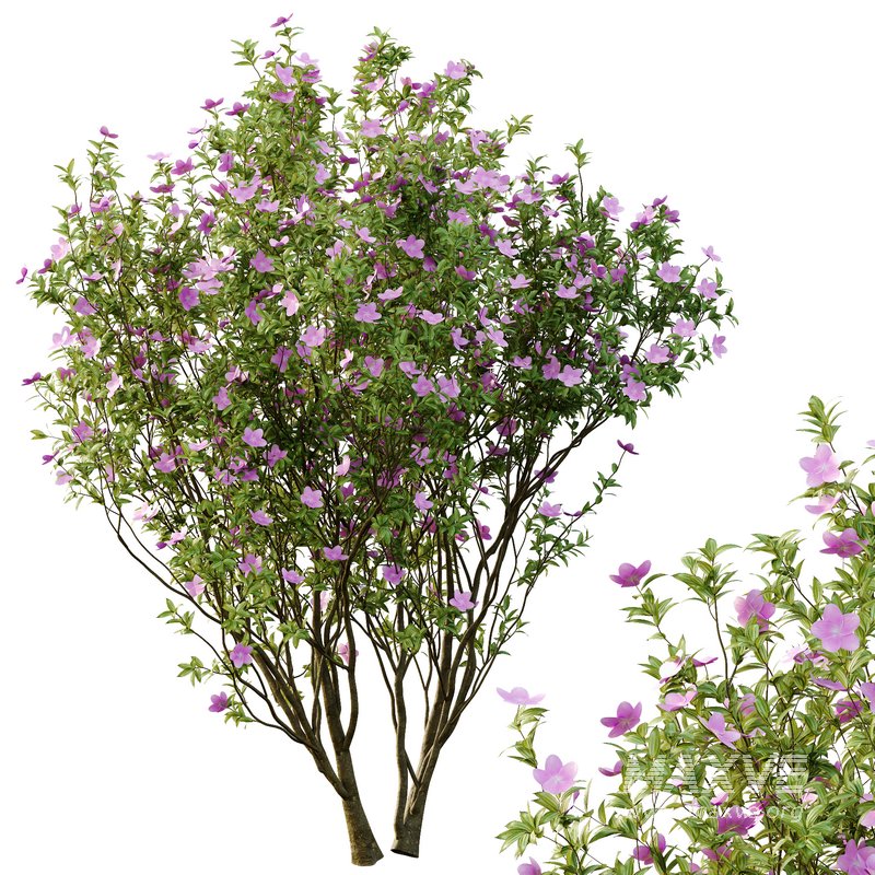 Tibouchina Semidecandra Tree06 - Image 3