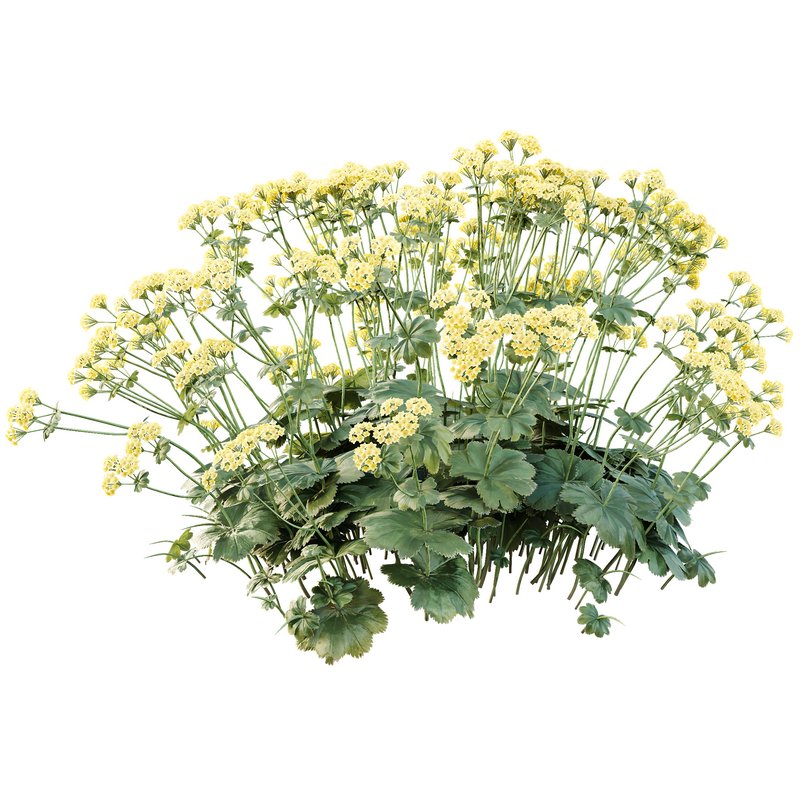 HQ Plants Alchemilla Mollis Vulgaris Flower Charming Lady Mantle - Image 2